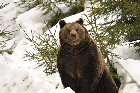 在雪地里看着你的黑熊棕灰肖像背景图片