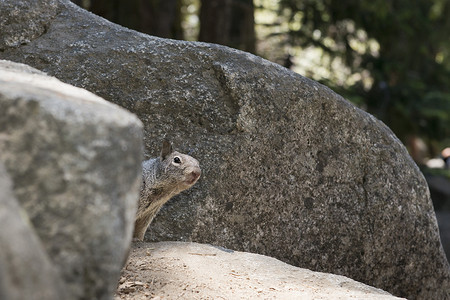 一只灰松鼠在躲岩图片