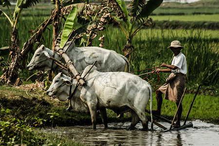 缅甸农图片