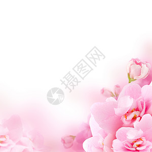 Blossom粉花图片