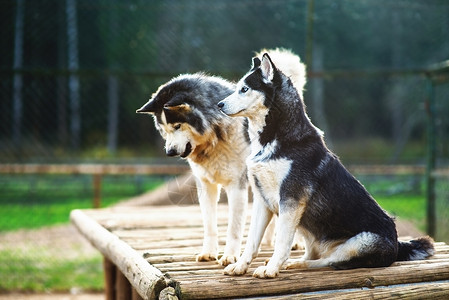 两只哈士奇犬在鸟舍的木制平台上图片