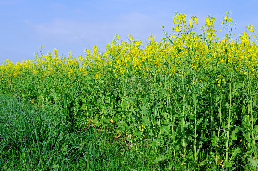 油菜花田地图片