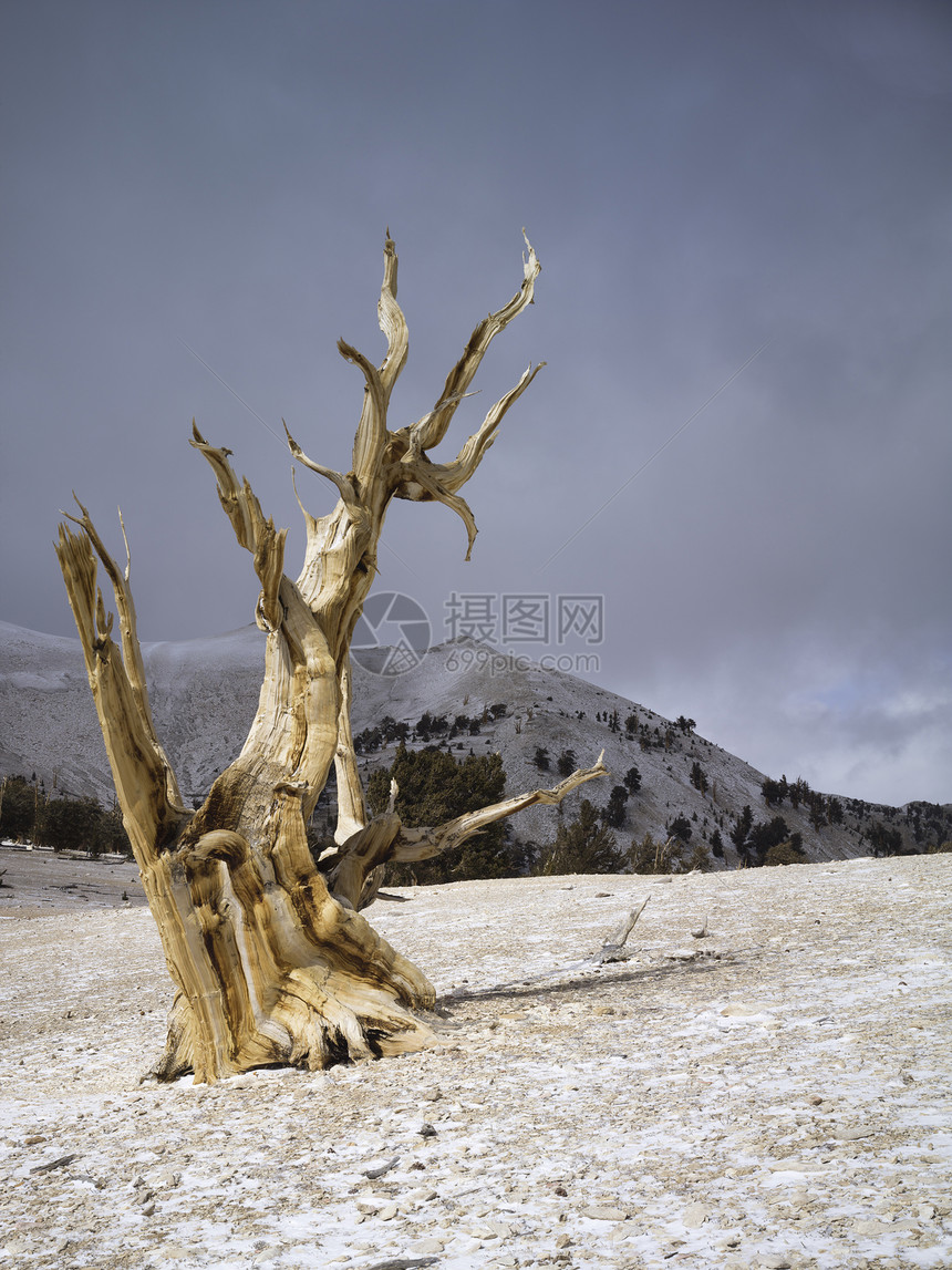 加利福尼亚白山的布里斯托图片