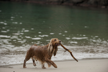 走在海滩的英国可卡犬狗图片