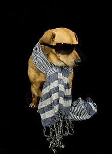 一只带围巾的小狗图片
