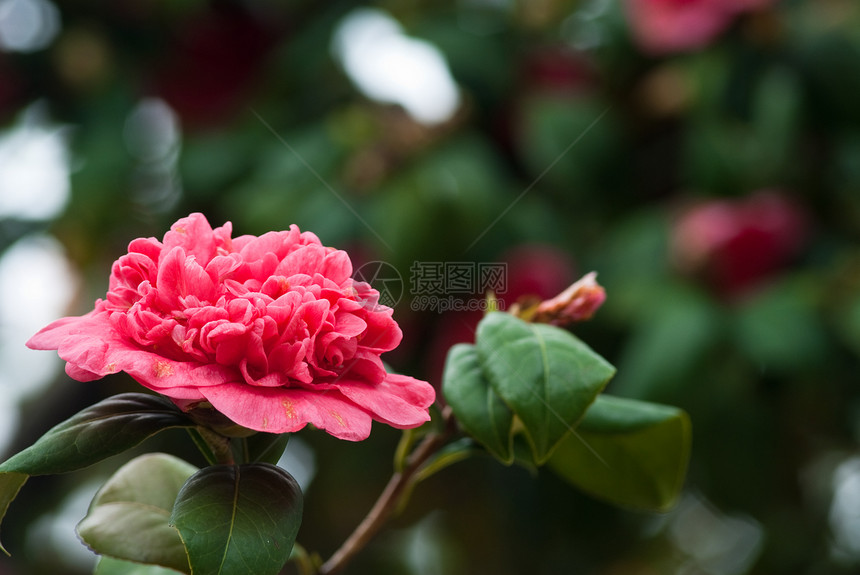 树上的日本山茶花图片