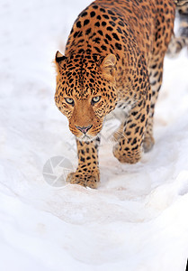 雪上美丽的豹子图片