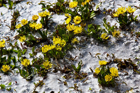 黄色春花紧贴的鲜花图片