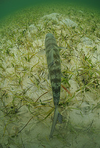 一条骨鱼在草地平原图片