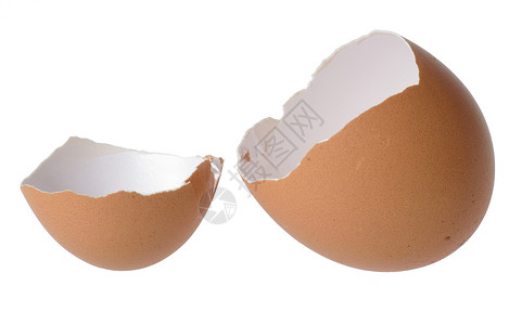 白色背景上的蛋壳图片