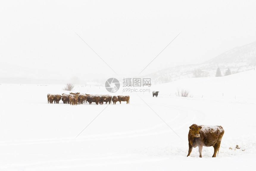 牛场上覆盖着新鲜的雪图片