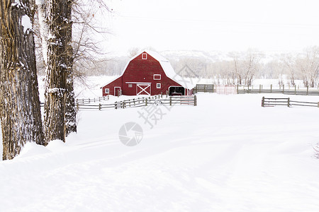 羊场雪中的红色谷仓图片