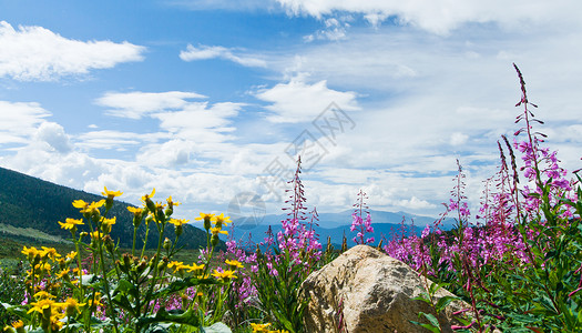 花朵在科罗拉多洛奇山的夏图片