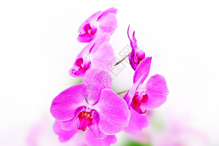 美丽的粉红色兰花自然背景图片