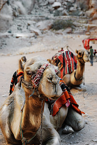 约旦佩特拉镇的骆驼图片