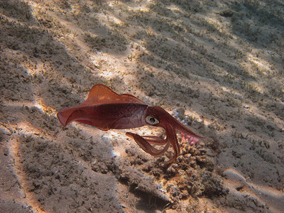 红海潜水中的礁鱿鱼大观图片