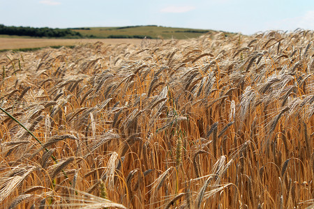 英国农村玉米田成熟的图片