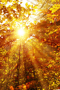 有树和黄色叶子的秋天森林有明亮的太阳图片