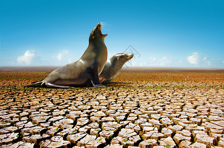 两个海豹在炎热和干燥的环境下缺图片