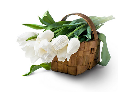 白色郁金香花束白背景图片