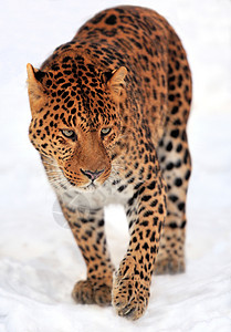 冬日雪地上美丽的豹子图片