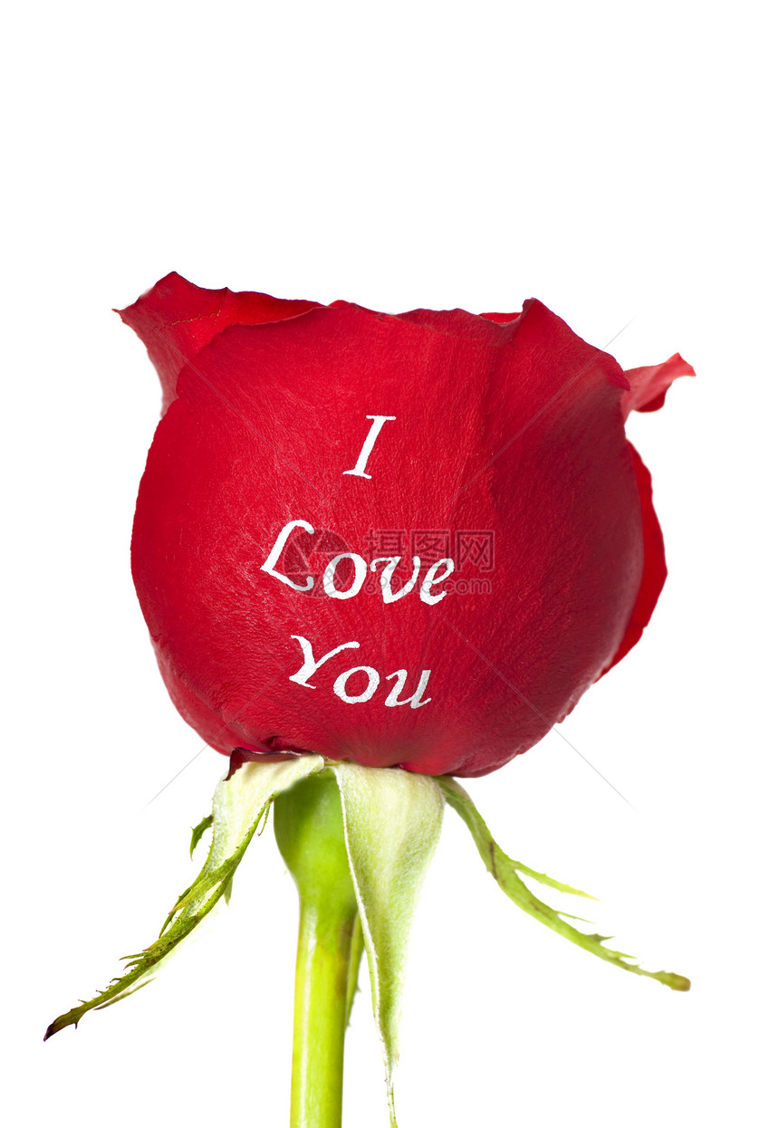 新红玫瑰上面写着我爱的你这词用白色的白图片