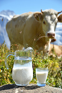 奶汁抗牛群瑞士丛林地高清图片
