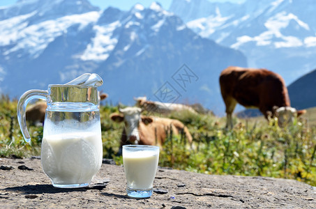 奶汁抗牛群瑞士丛林地高清图片