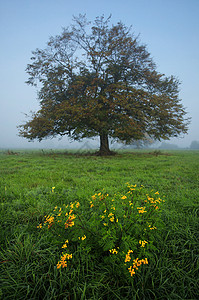 雾中草地上的树图片