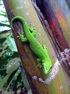 绿色马达加斯棕图片