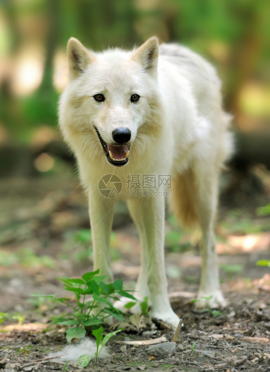 树林里的野白狼图片