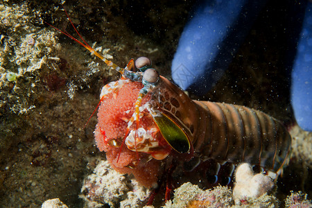 螳螂龙虾在巢中保护卵图片