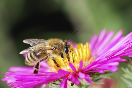 蜜蜂收集花粉在图片