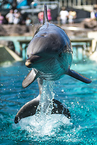 动物园里美丽的海豚图片