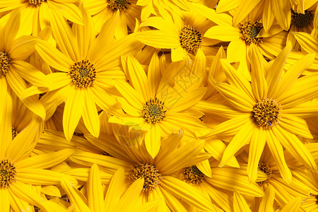 耶路撒冷花瓣HelianthusTrorosus图片