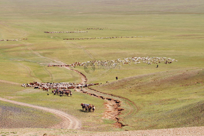 牧羊群向蒙古新牧场图片