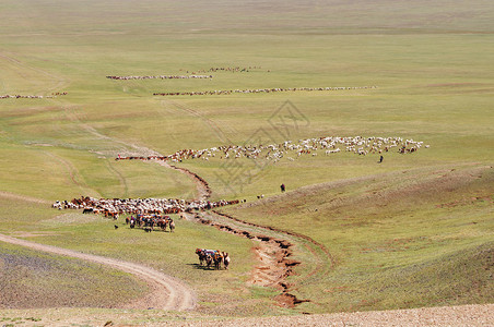 牧羊群向蒙古新牧场图片