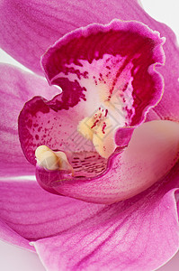 美丽的粉红兰花图片