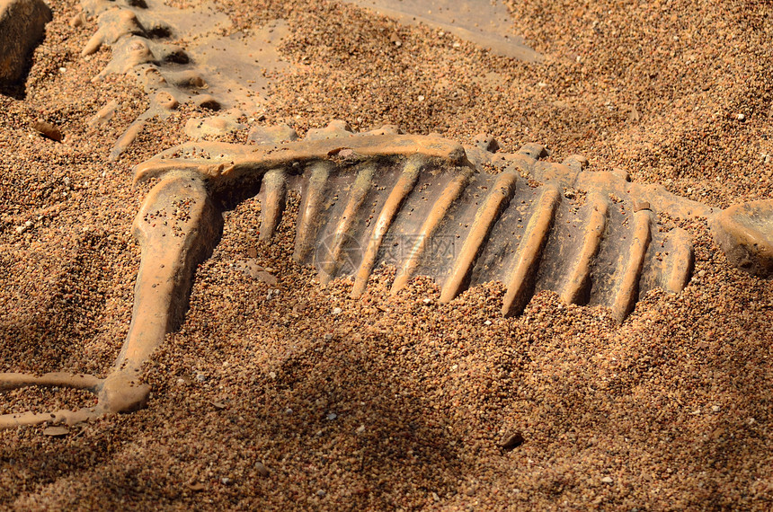 一个儿童假扮考古学家挖掘恐龙骨骼的操图片