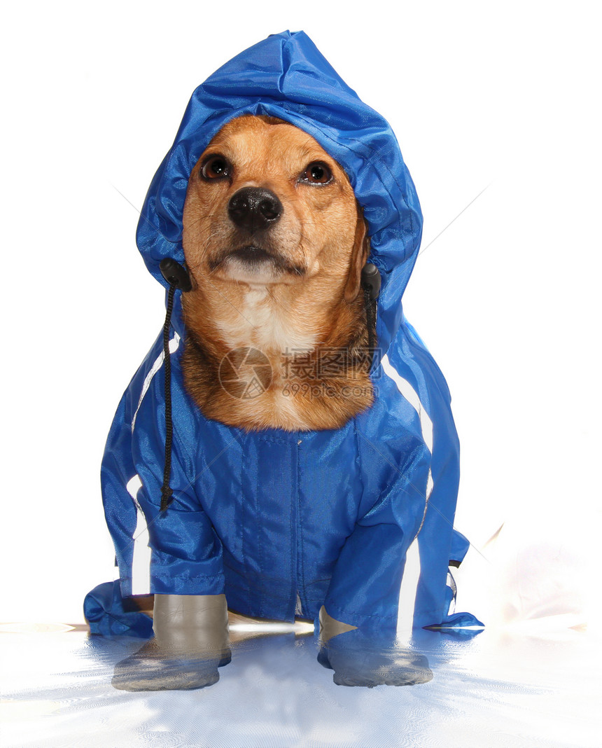 浴室里的蓝色雨狗图片