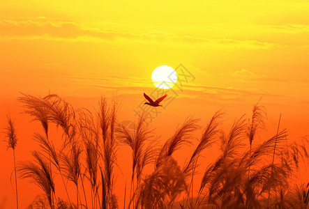 日落时与飞鸟在天底的阳光下对图片