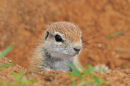 Squirrel角Xerus高清图片