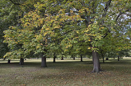 伦敦海德公园的秋色图片