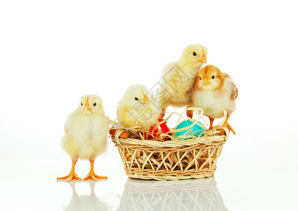 白色背景中带复活节彩蛋和小鸡的篮子图片