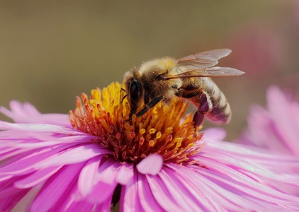 菊花上蜜蜂的特写图片