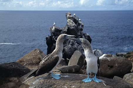 蓝脚乳房加拉帕戈斯群岛e高清图片