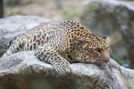 豹虎在岩石上沉睡图片