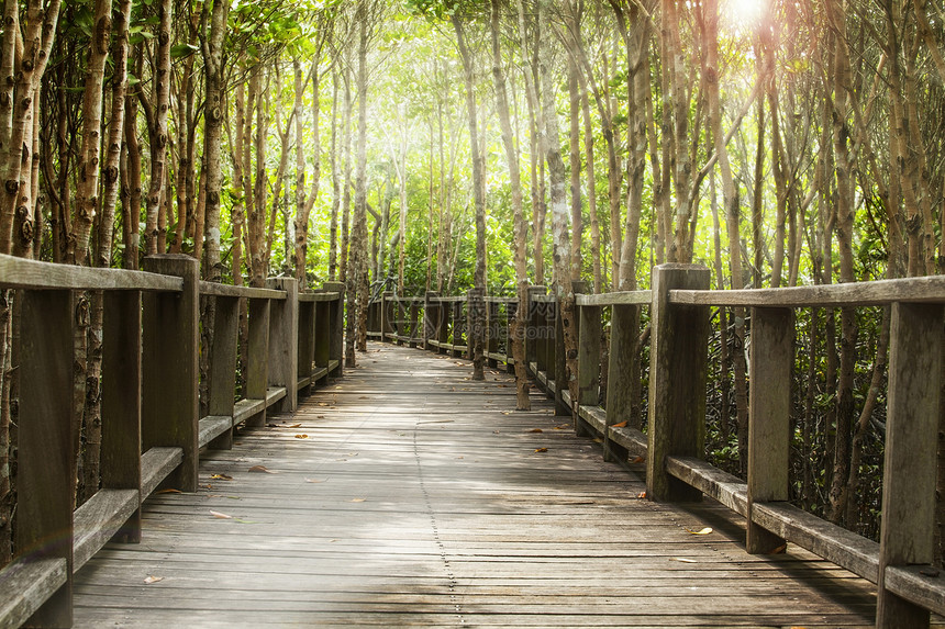 森林中的木桥图片