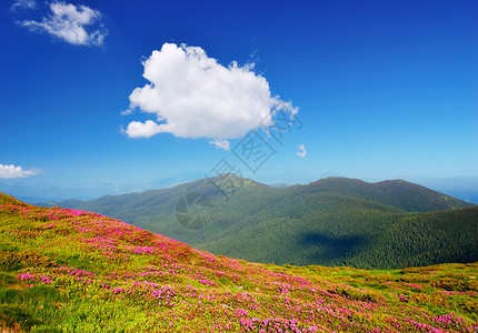 花朵和云彩的山景图片