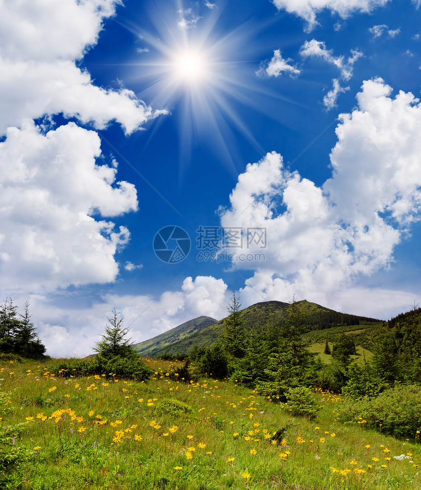 山上开着黄色花朵的夏日风景图片